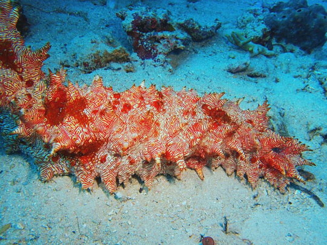 5. The Sea Cucumber: Nature’s Vacuum Cleaner